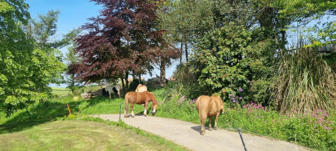 No 4 Trelawney Apartment - Onsite Bar - Restaurant - Horse Riding Menheniot Exteriör bild